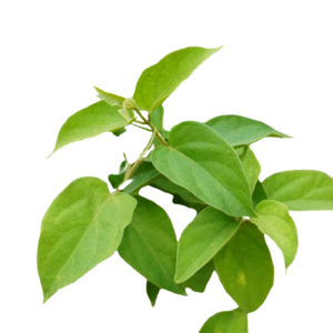 Ingredient Name